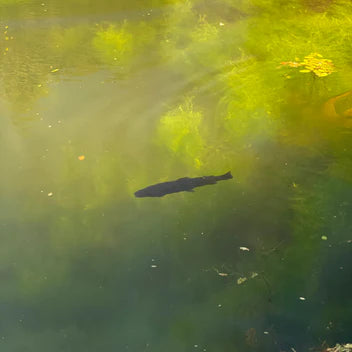 Polarized clear view